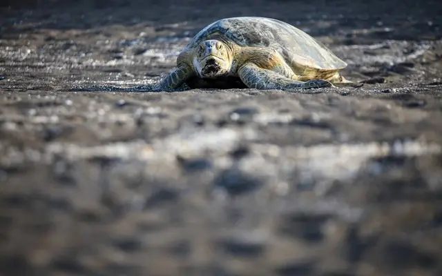 Con limpieza de playas, conmemoran Día de las Tortugas en Coatza