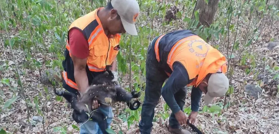 Calor y quema de cañales habrían matado a 8 monos en Hueyapan