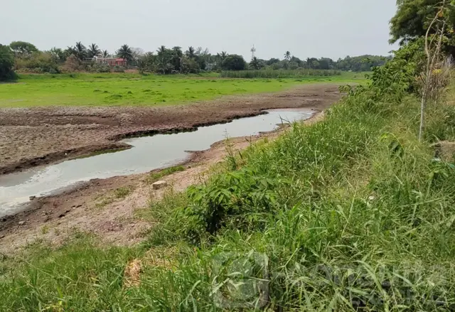 Se seca laguna de Tarimoya y mueren peces en Veracruz