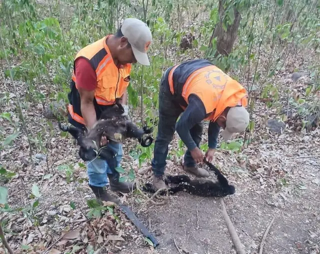 En zonas de difícil acceso, habría más monos muertos en Hueyapan