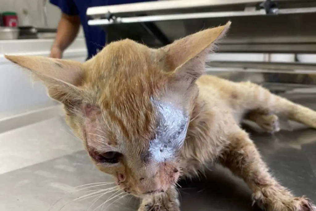 Gatito pierde ojo tras ser agredido en Veracruz