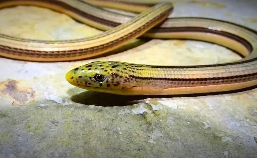 Especie única en Veracruz: parece serpiente pero no lo es