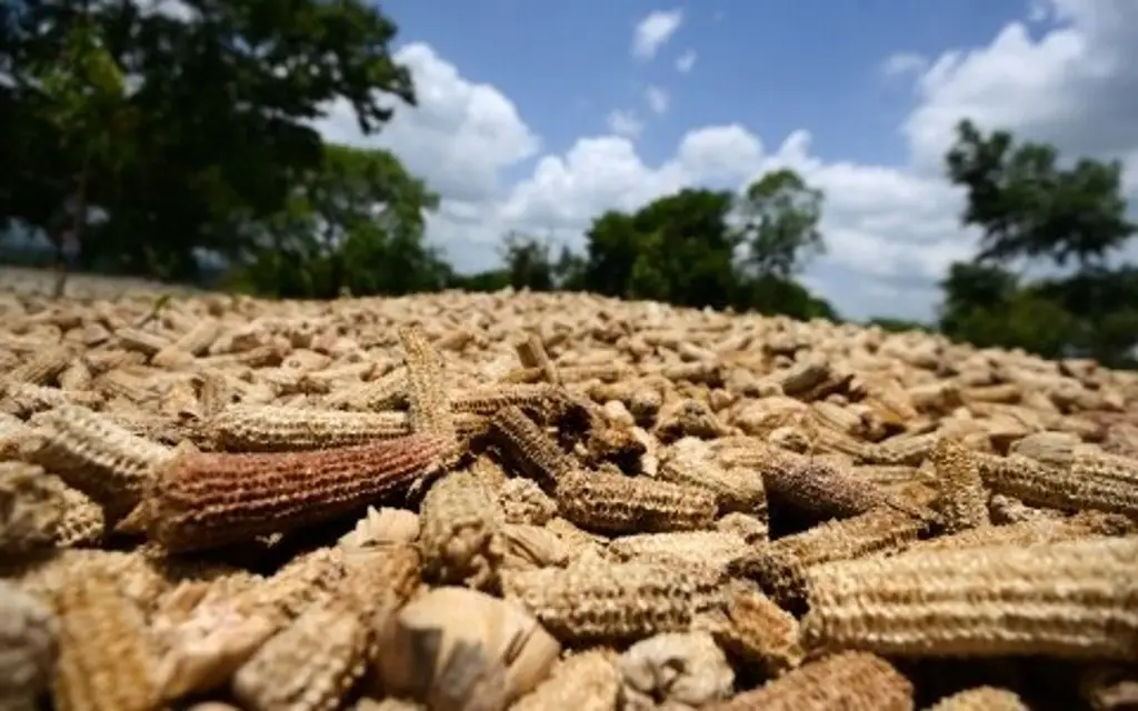 Así impacta el calentamiento global a la agricultura ¿Qué hacer?