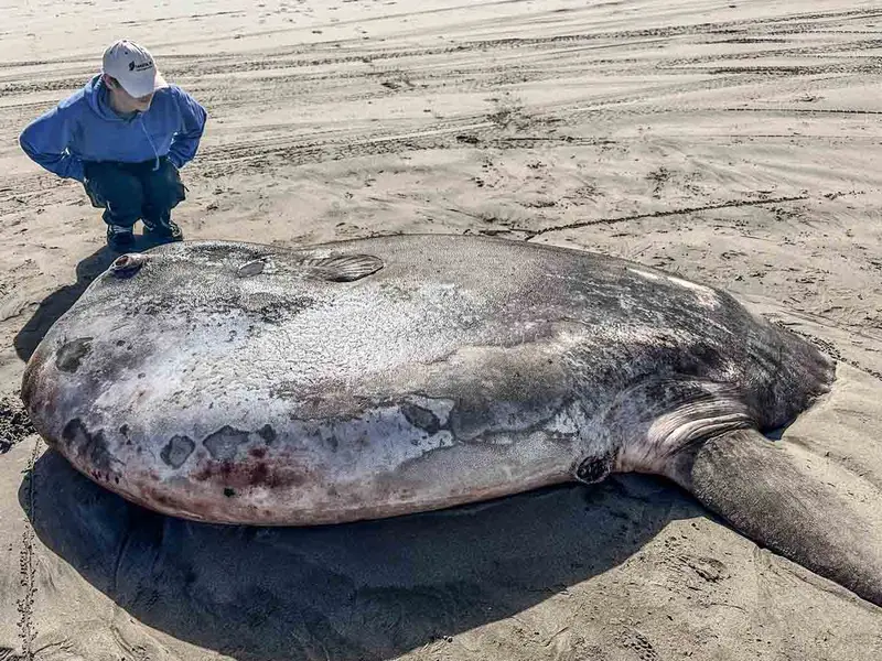 Encuentran colosal pez Luna en la playa y resulta ser una especie recién descubierta