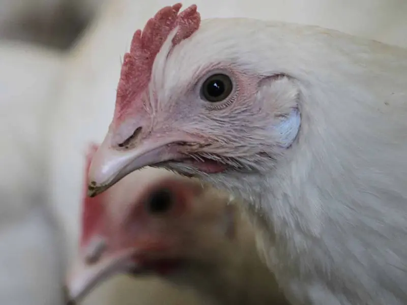 Mueren 2 mil gallinas por altas temperaturas en Yucatán