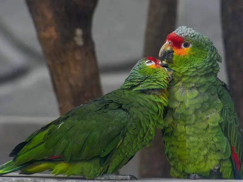 Registran tráfico ilegal de pericos en calles de Culiacán y carreteras de Sinaloa