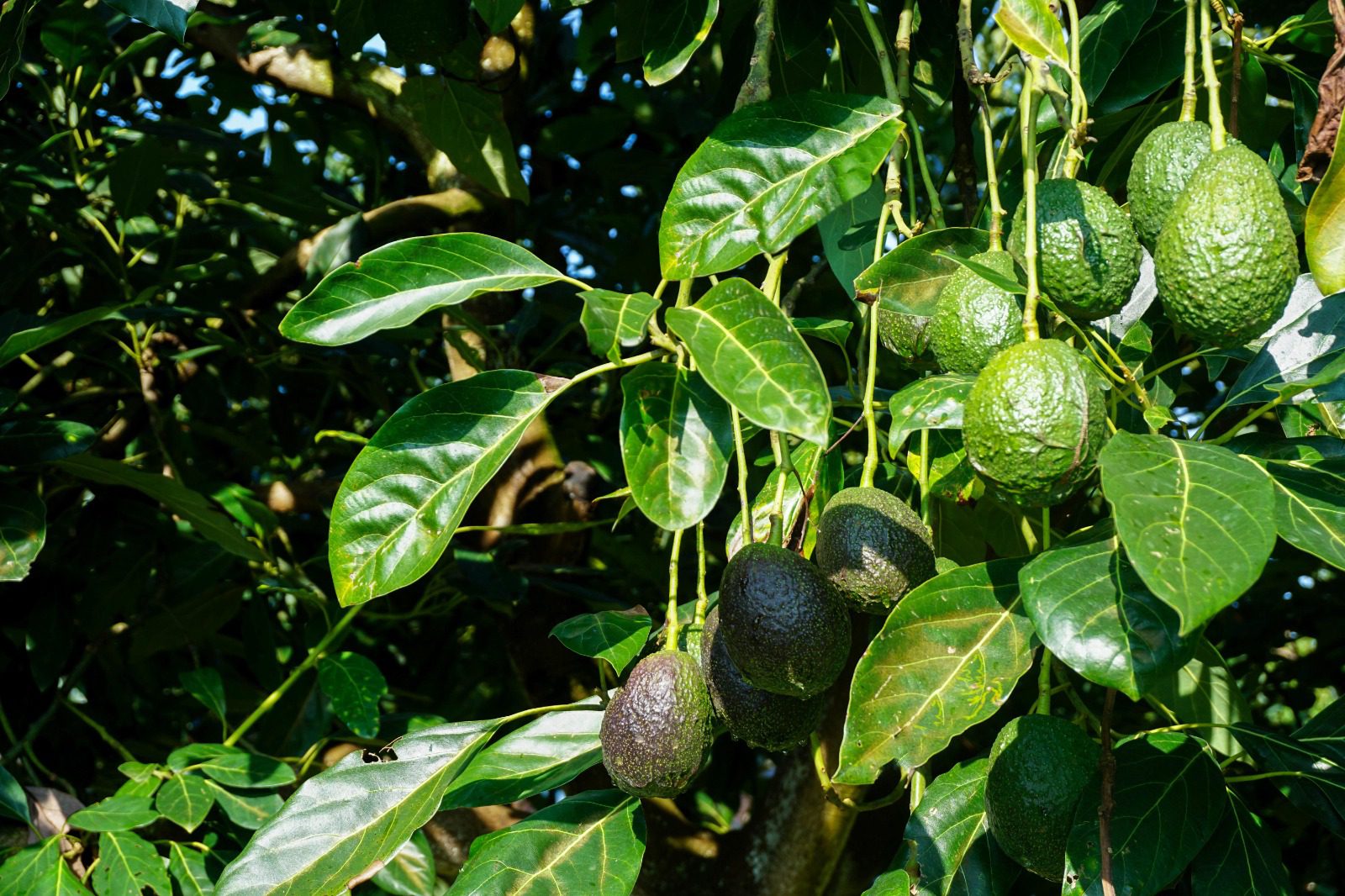 EU levanta veto contra aguacate y mango michoacano; pacta con México modelo de seguridad