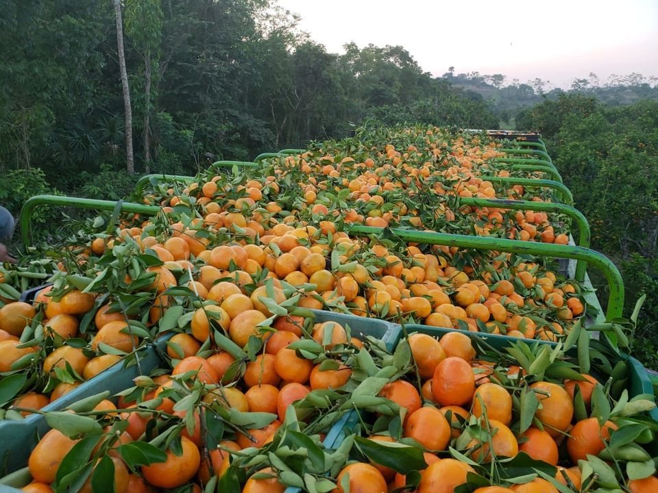 Cultivos de cítricos en Veracruz son afectados por sequía: Sedarpa