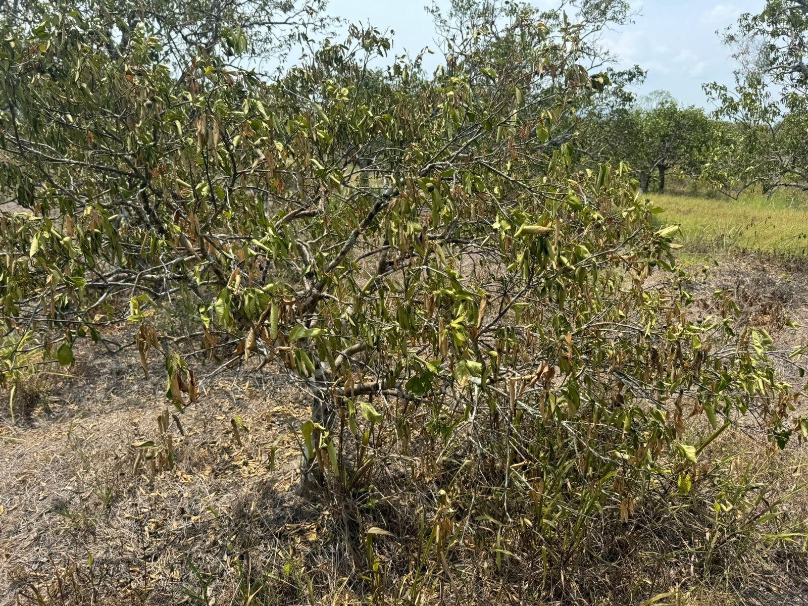 Cultivos de cítricos son afectados por sequía y dragón amarillo en zona norte de Veracruz