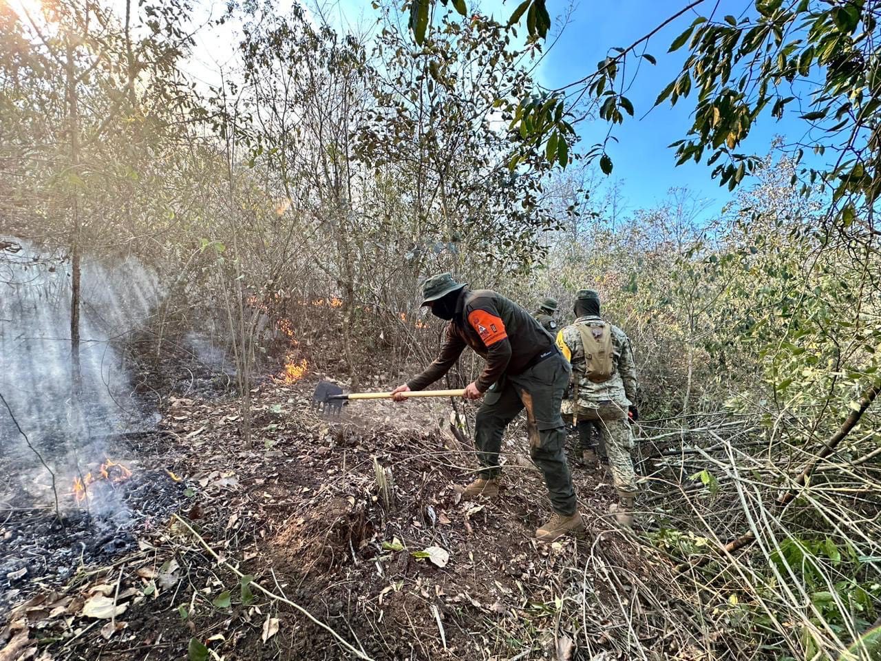 Más de 8 mil hectáreas afectadas por incendios forestales en Veracruz: Conafor