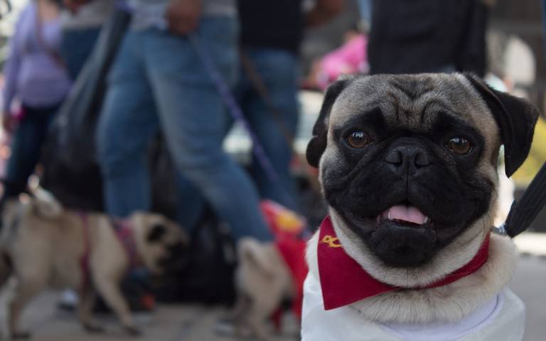 Mascotas peligran por calor extremo, pero ¿sabes qué raza es la más vulnerable?