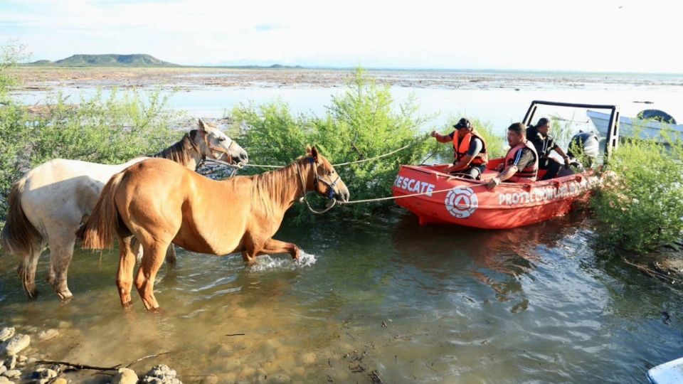 Salvan a más de 40 caballos que se habían quedado atrapados en presa de Linares