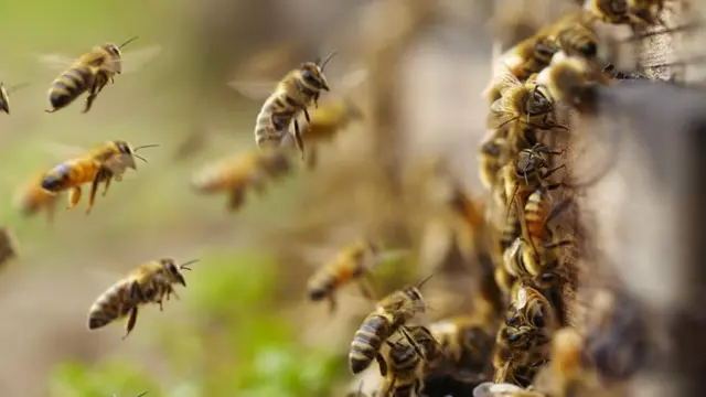 Abejas africanas atacan a familia y matan a 20 animales en Veracruz