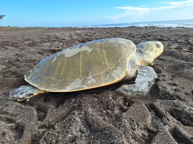 Tras 30 años, tortugas Laúd anidan en costas del norte de Veracruz