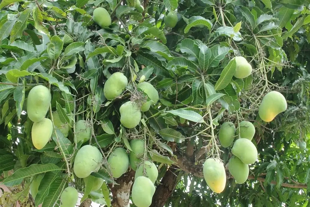 Hallan a 5 niños desaparecidos al salir de escuela para ir cortar mangos