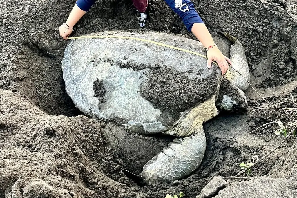 Llega tortuga gigante a Nautla