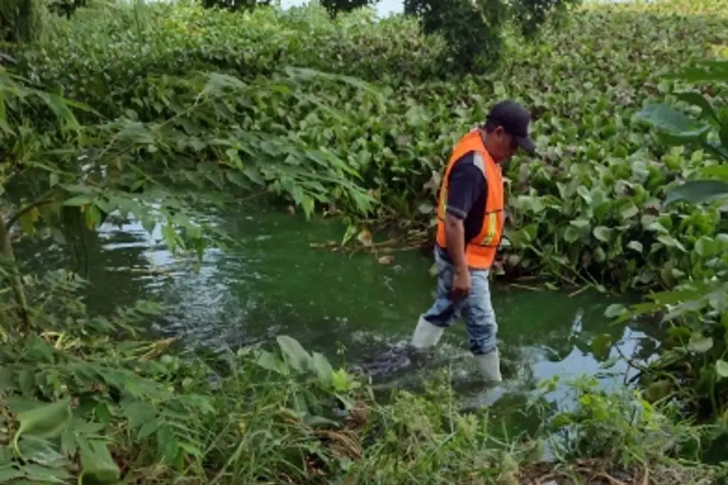 Limpian laguna de Veracruz y captan a cocodrilo