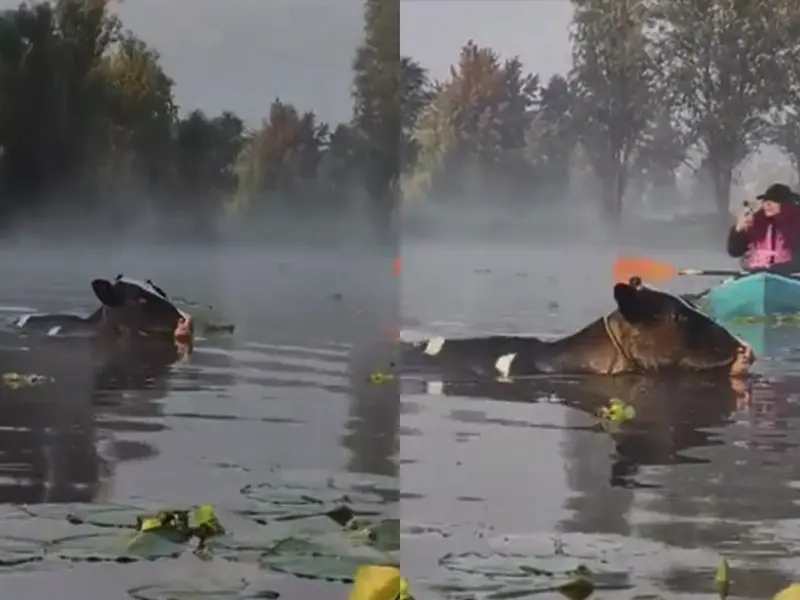 Avistan a ¿vaquitas marinas? en canal de Xochimilco; se viralizan