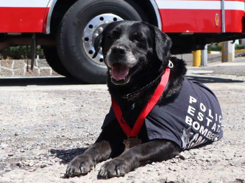 Despiden con honores a ‘Dana’, agente canina rescatista de bomberos en Puebla