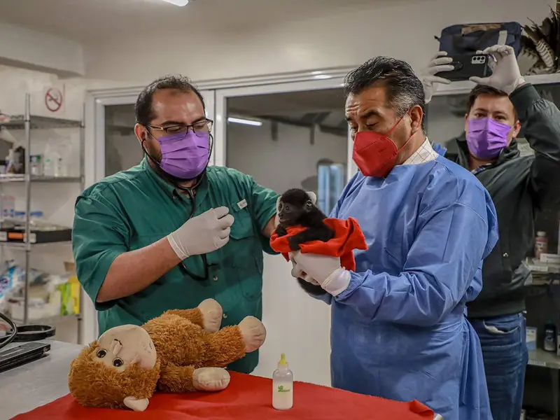 Se le mueren a Semarnat 2 crías de mono aullador que sacó de Tabasco