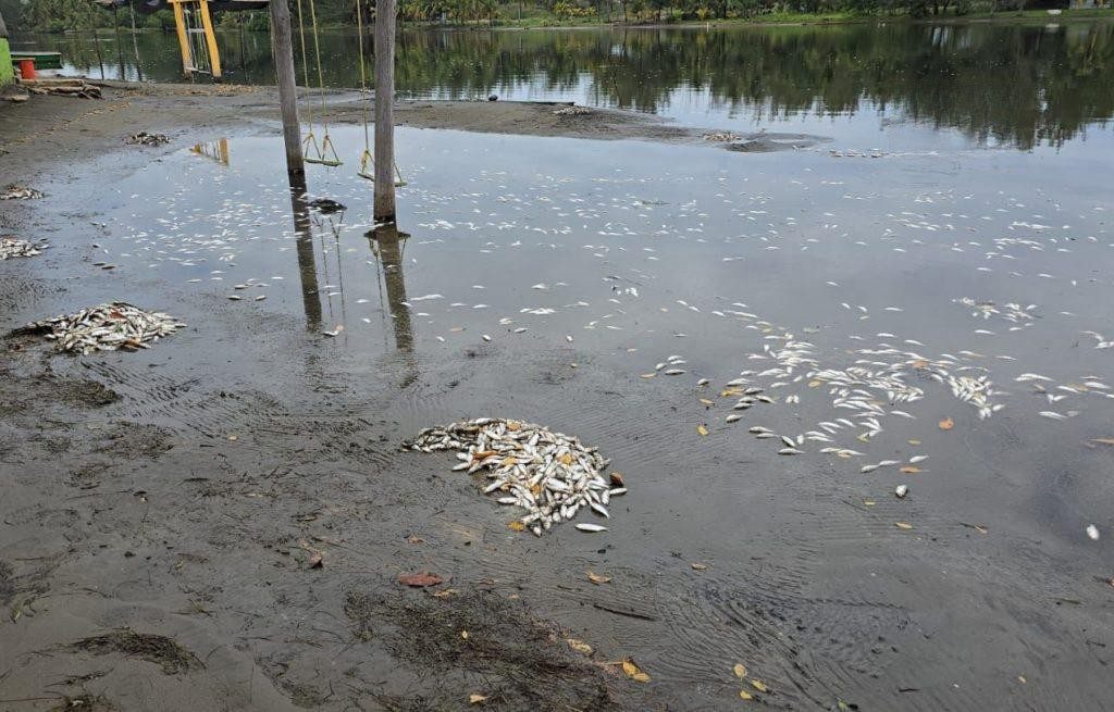 Aparecen cientos de sardinas muertas en congregación de Coatzacoalcos