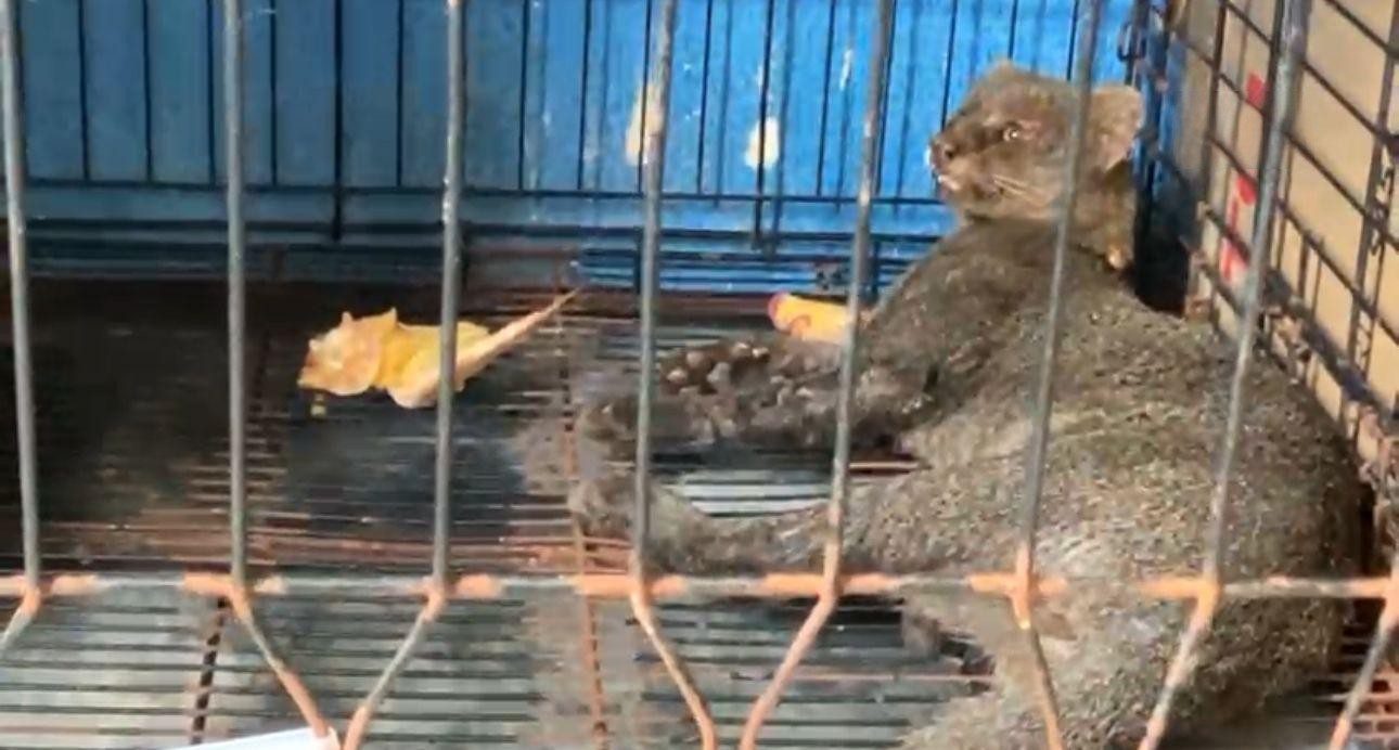 Atropellan a jaguarundi en carretera antigua a Minatitlán