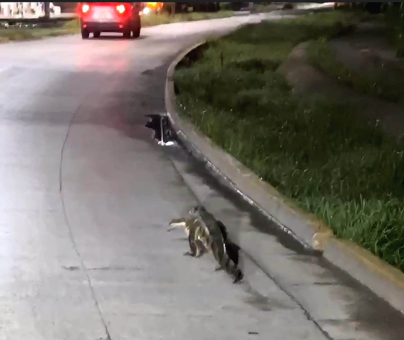 Avistamiento de lagarto causa pánico en calles de Poza Rica