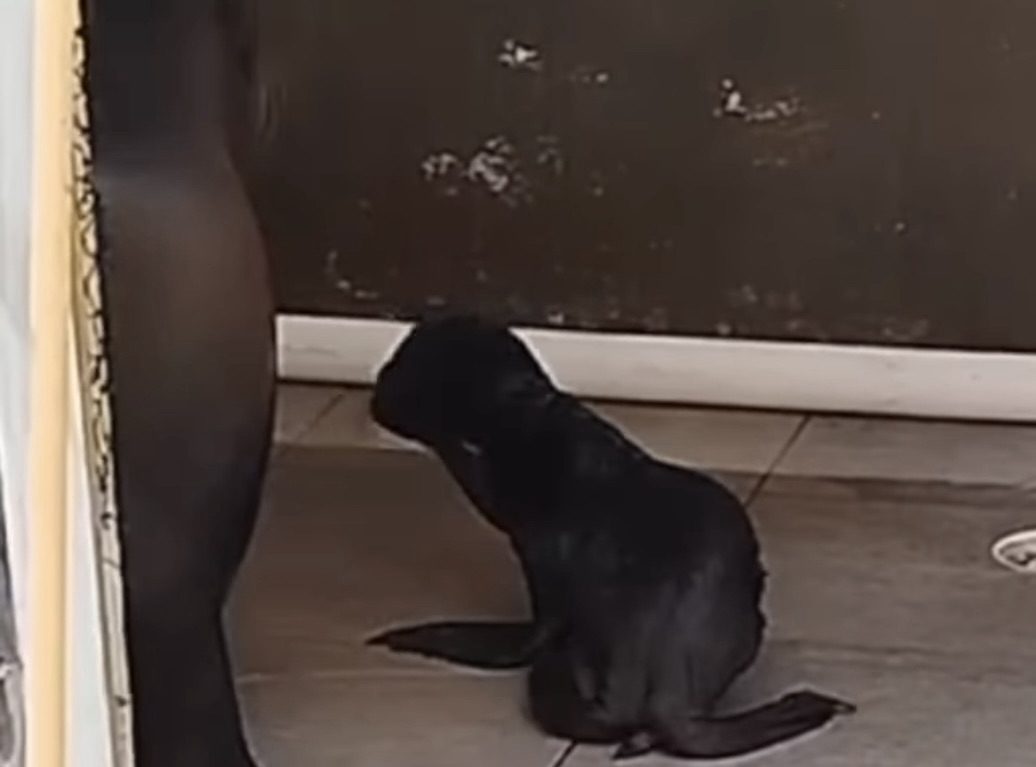 Nace lobo marino en Aquarium de Veracruz