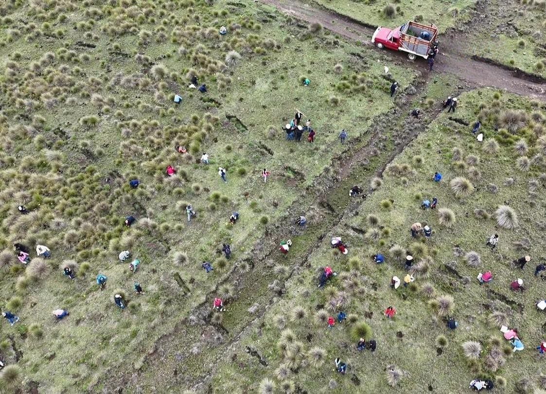 Se reforestaron 879 hectáreas en el estado de Veracruz: Sedema