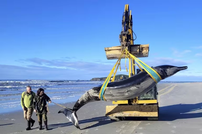 Aparece en Nueva Zelanda cadáver de la ballena más extraña del mundo