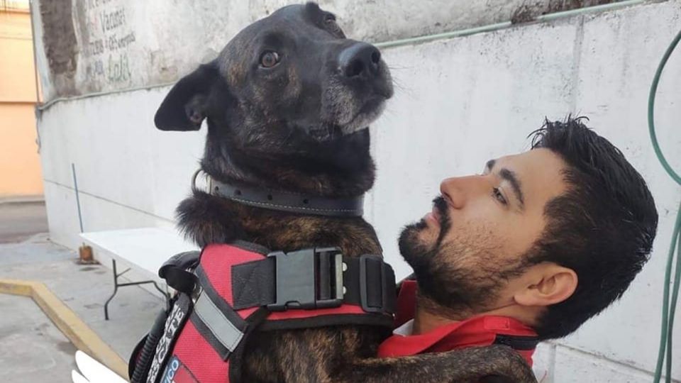 ¡Gracias por todo! Muere Marshall, el perrito héroe de la Cruz Roja que colaboró en el S17 y el huracán Otis