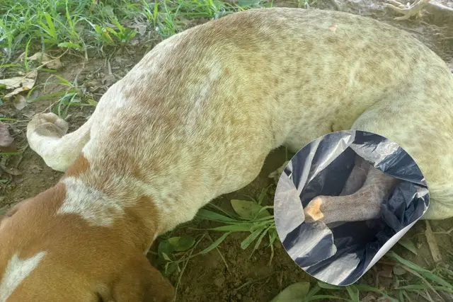 Exigen justicia por Max, perrito que murió baleado en Minatitlán