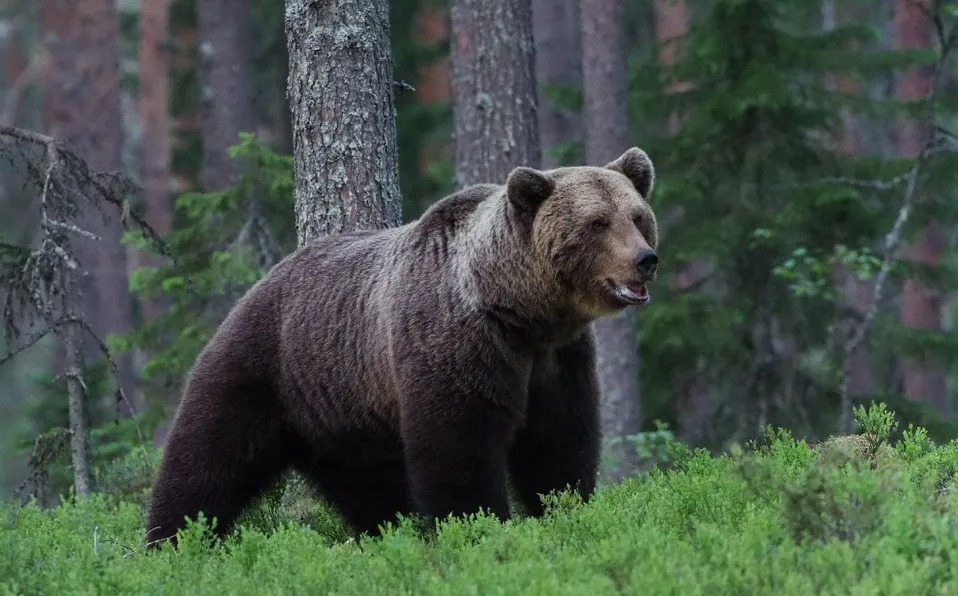 Oso mata a una joven senderista de 19 años, la arrastró hasta su cueva