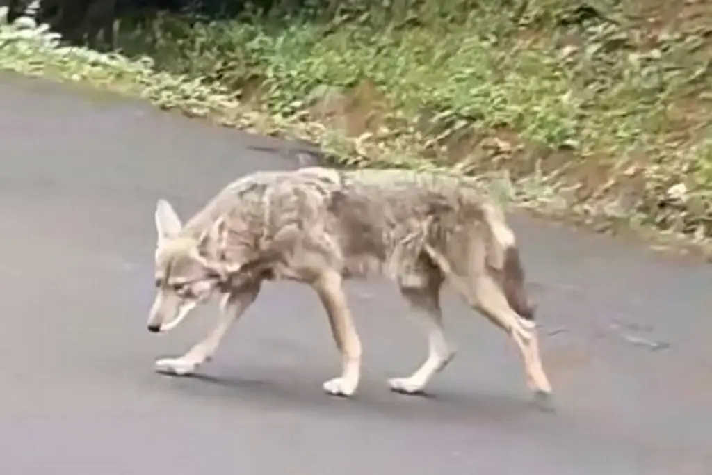 ¡Captan otra vez a un coyote en zona urbana!