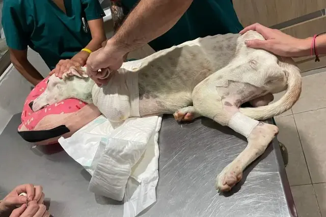 Dan de alta a Chester, perrito que el tren le cercenó dos patitas