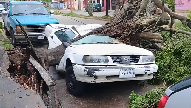 Fuerte lluvia causa daños en Coatzacoalcos: árbol cae sobre vehículo