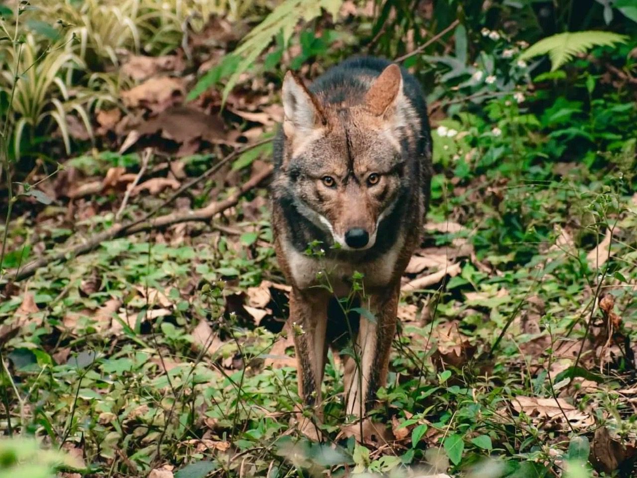 Animalistas exigen a Profepa resguardo de coyote que deambula en Xalapa