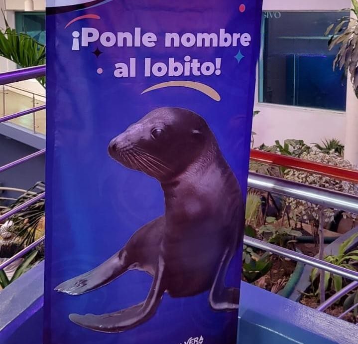 Gobernador dará a conocer nombre, sometido a votación, de lobo marino del Aquarium