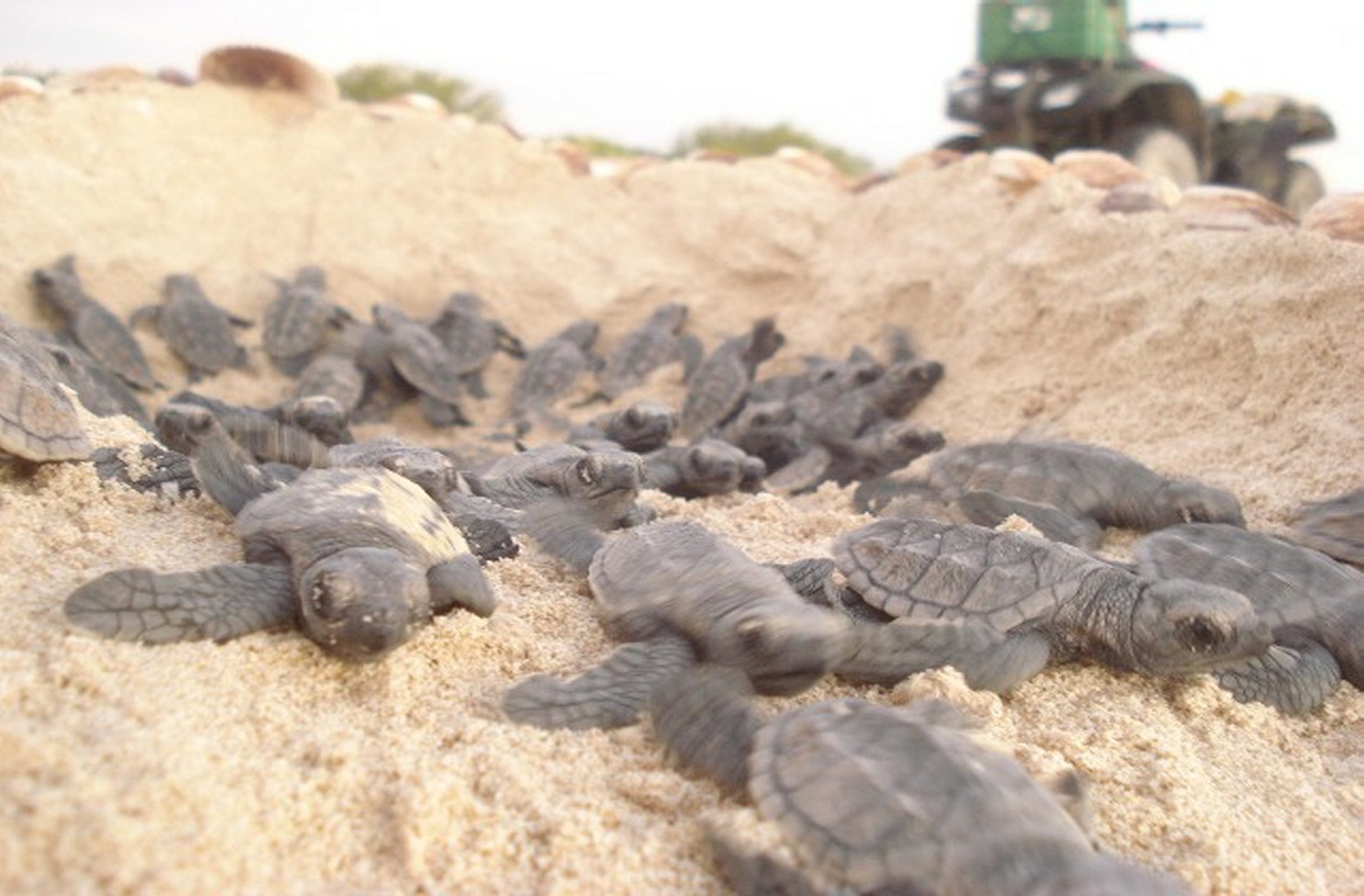 Protegen desove de tortugas marinas en Veracruz