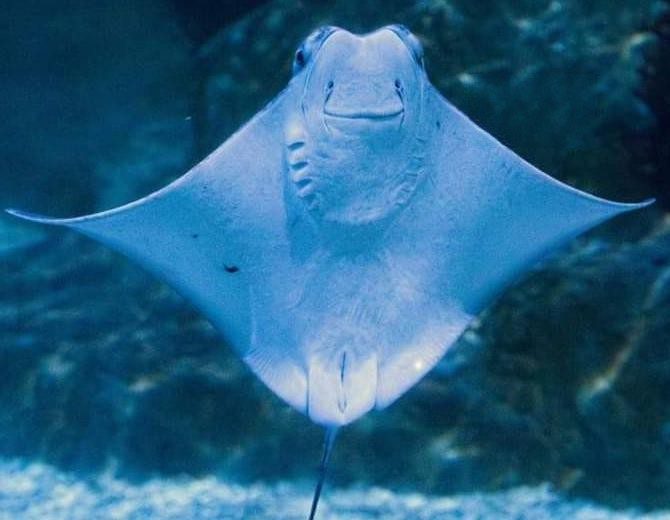 Raya nariz de vaca, nuevo atractivo de Aquarium del Puerto de Veracruz