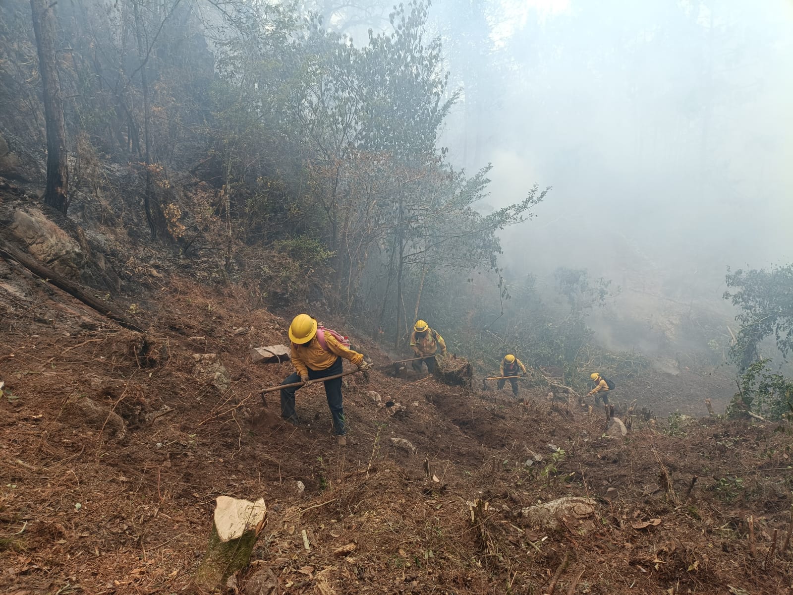 Veracruz con 224 incendios forestales y más de 14 mil hectáreas afectadas