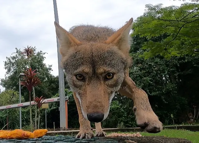 Reubican a coyote que deambulaba en Cerro de la Galaxia de Xalapa