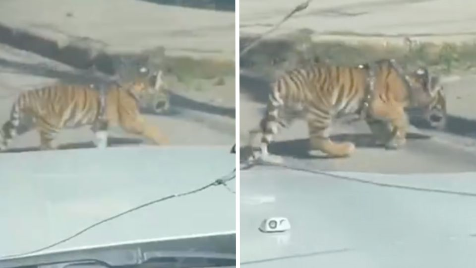 “Me pareció ver un lindo gatito”: captan a cachorro de tigre paseando sólo por las calles de Durango