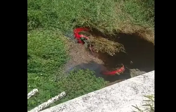 Un adulto y dos niños muertos en carretera Loma Bonita-Isla