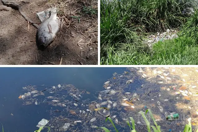 Combustible habría matado a peces en laguna Geo Los Pinos en Veracruz