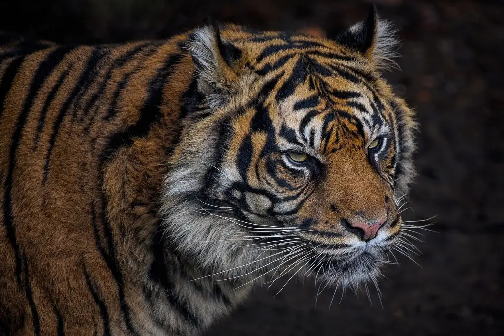 Tigre ataca a cuidadora de animales en un zoológico