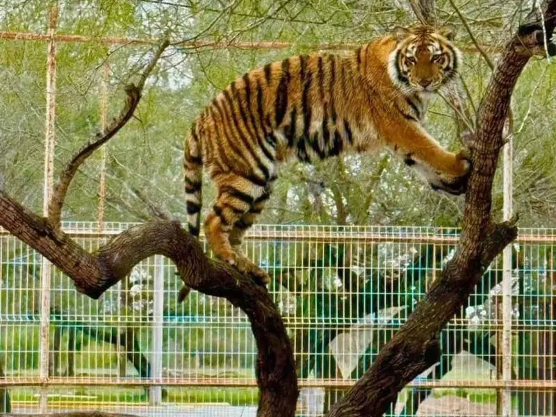 ‘¿On’ta el tigre?’, escapa de zoológico en Tamaulipas; hay fuerte movilización