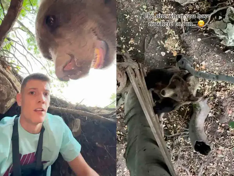 Influencer entra a la guarida de un oso y es sorprendido por el animal