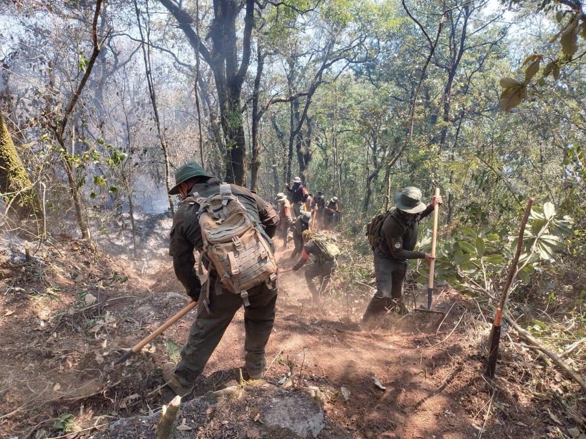 Ciudadanos reforestan zonas del Cofre de Perote tras daños por incendios