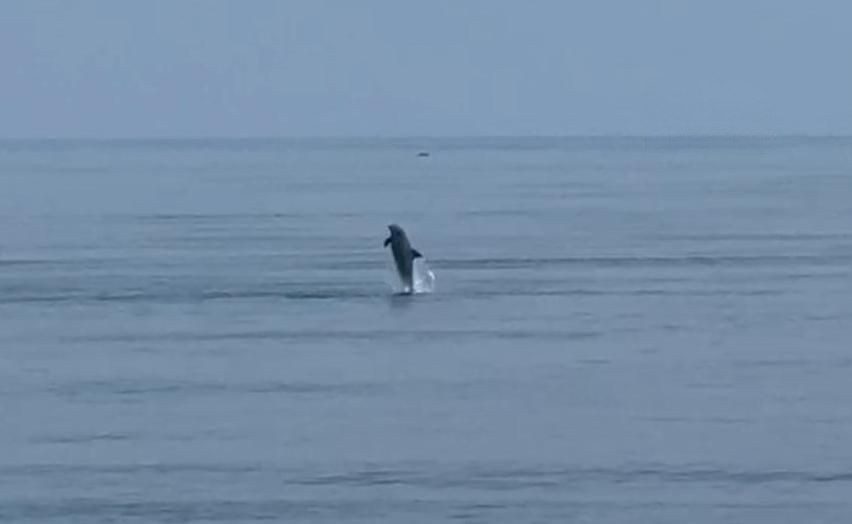 Reportan nuevo avistamiento de delfines en playa de Coatzacoalcos